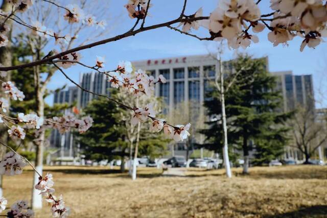 当华电春花遇到烂漫春雪……