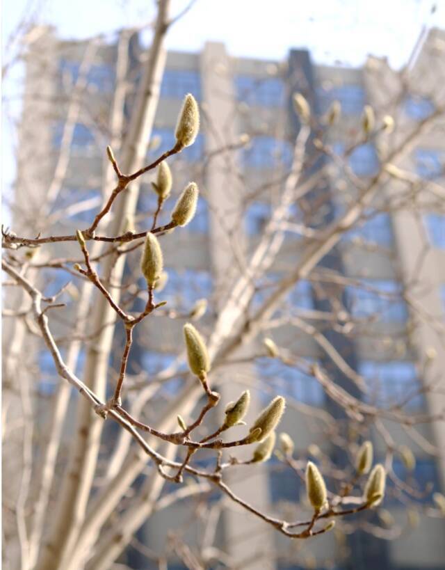 当华电春花遇到烂漫春雪……