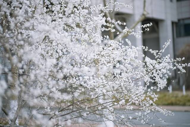 当华电春花遇到烂漫春雪……