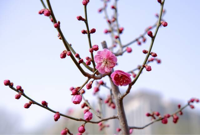 当华电春花遇到烂漫春雪……