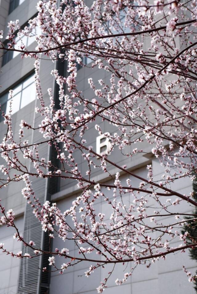 当华电春花遇到烂漫春雪……