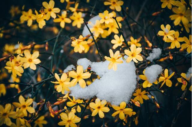 当华电春花遇到烂漫春雪……