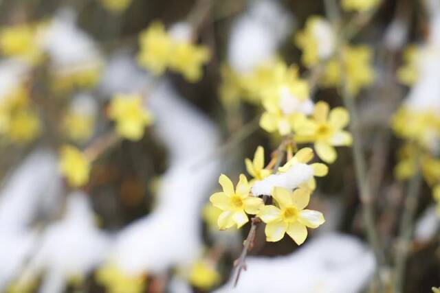 当华电春花遇到烂漫春雪……