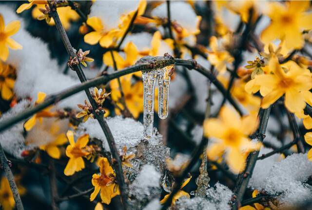 当华电春花遇到烂漫春雪……