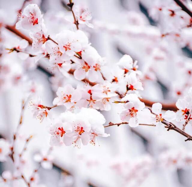 当华电春花遇到烂漫春雪……