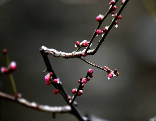 当华电春花遇到烂漫春雪……