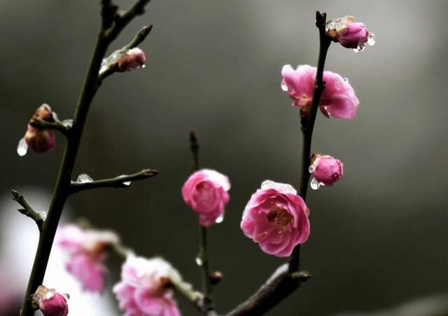 当华电春花遇到烂漫春雪……