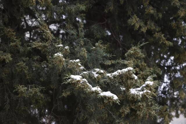 当华电春花遇到烂漫春雪……