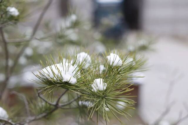 当华电春花遇到烂漫春雪……