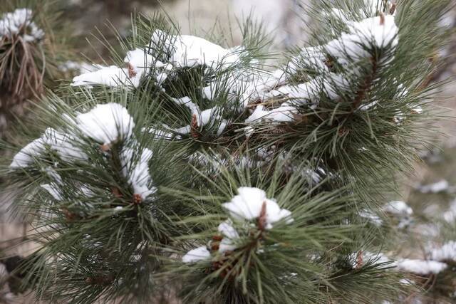 当华电春花遇到烂漫春雪……