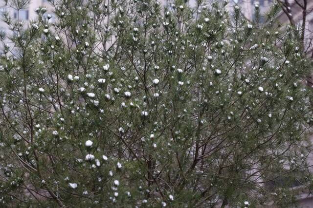 当华电春花遇到烂漫春雪……