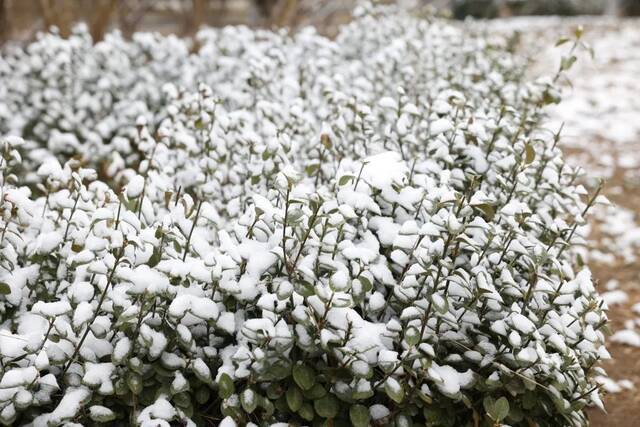 当华电春花遇到烂漫春雪……