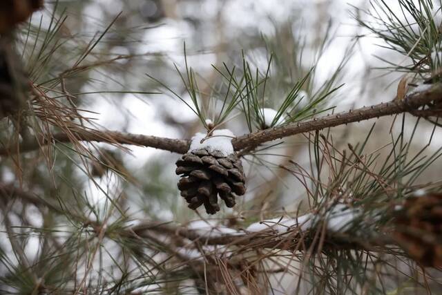 当华电春花遇到烂漫春雪……