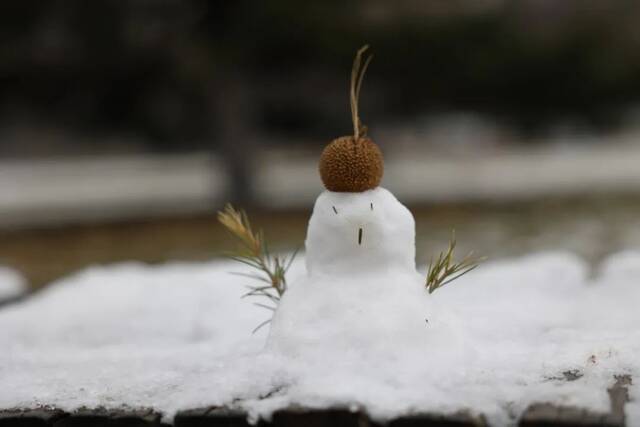 当华电春花遇到烂漫春雪……