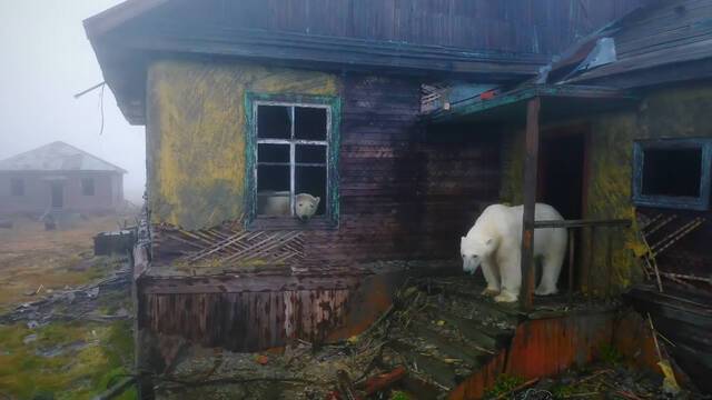 一群北极熊占领俄罗斯废弃村庄 住进人类的房屋