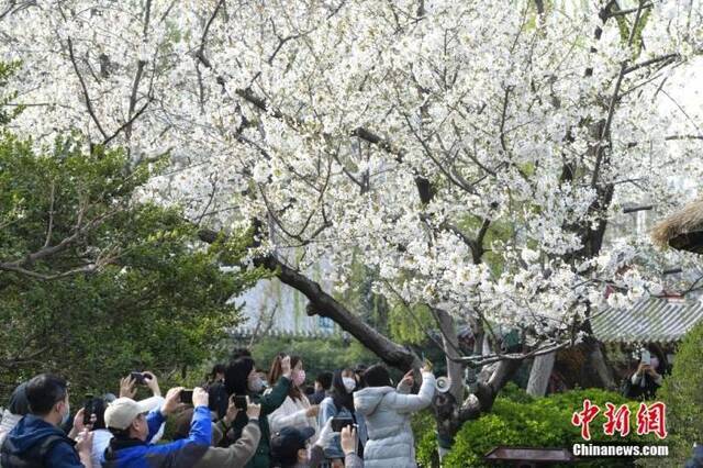 3月20日，山东济南五龙潭公园竞相绽放的樱花吸引游人观赏、拍照。中新社记者张勇摄