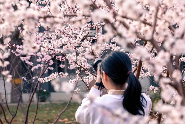 四季流转，春来无恙