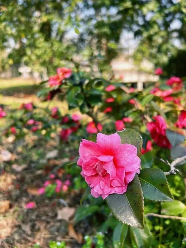 花花图鉴  带上相机，跟小鼋君赏花去！