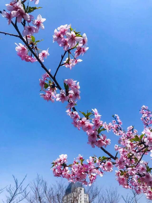 花花图鉴  带上相机，跟小鼋君赏花去！