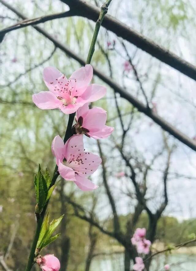 桃花掩面笑而不语