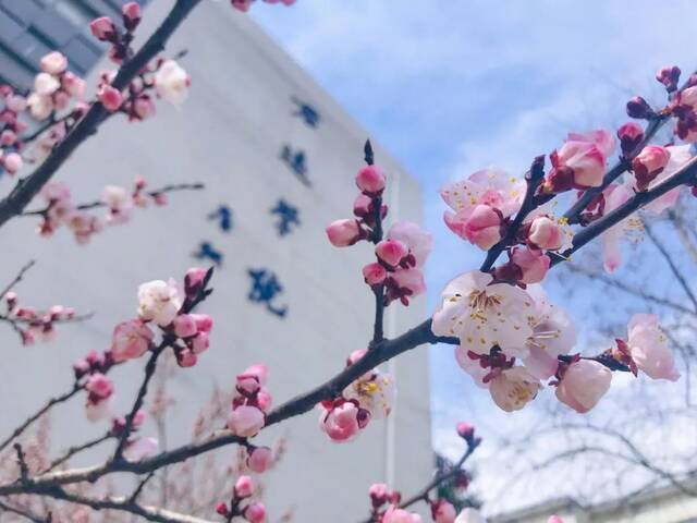 春日游清风一拂杏花雨