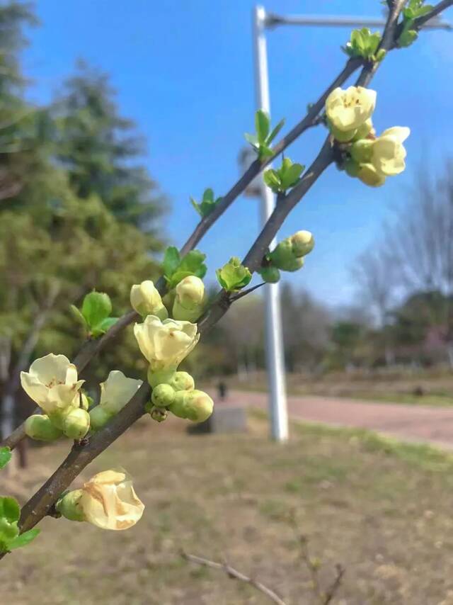 春风桃李花开