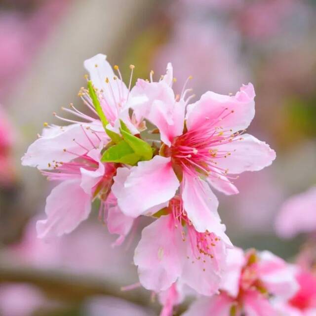 人间三月芳菲始