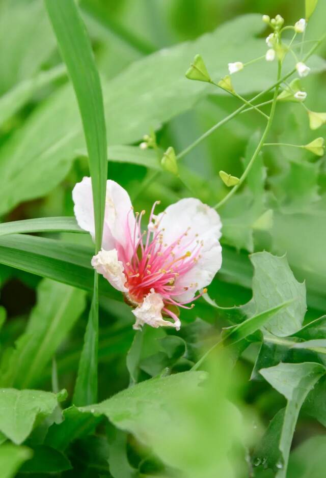 莺花犹怕春光老