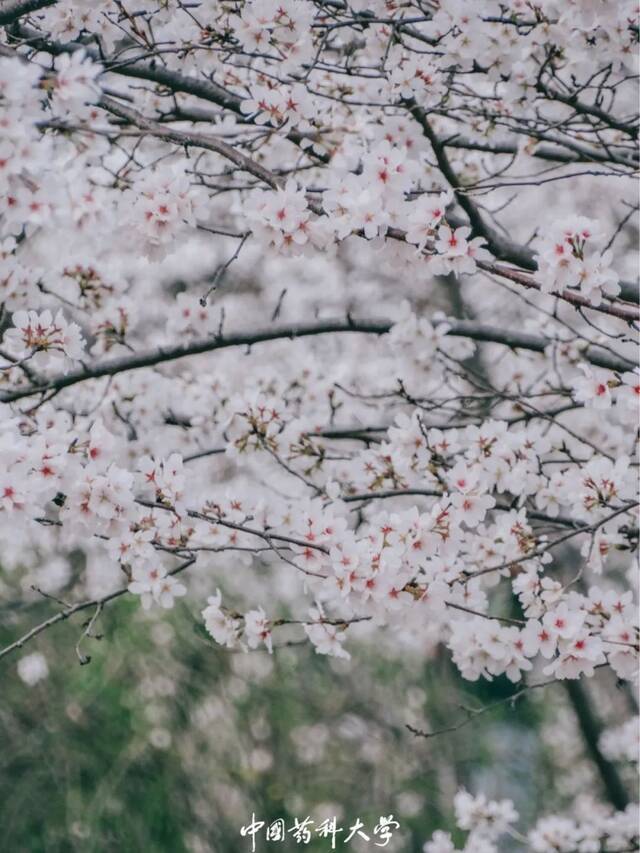 齐心协力！药大人在行动