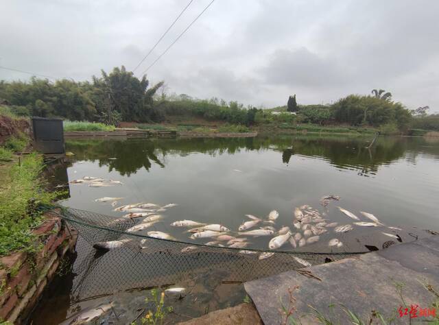 鱼塘中漂浮着大量死鱼袁伟摄影