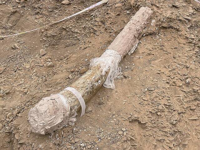 海南藏族自治州同德县出土早期猛犸象牙化石