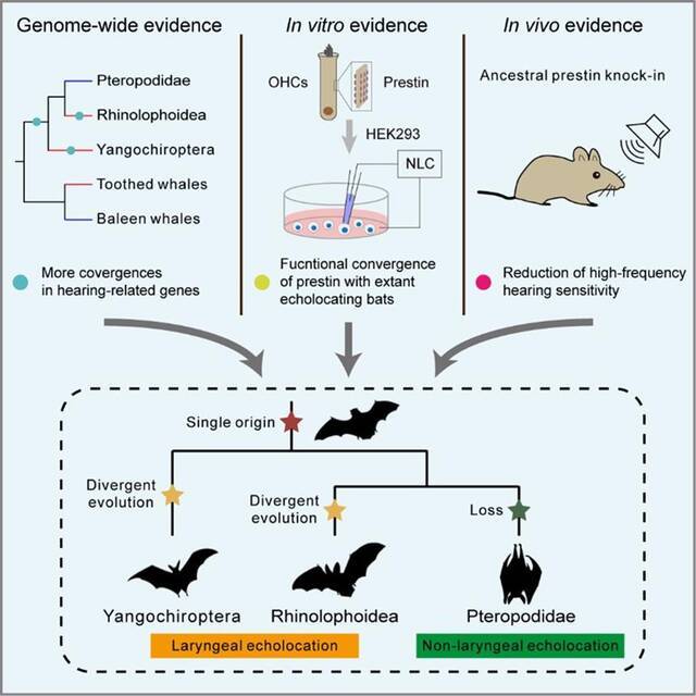 新研究支持回声定位在蝙蝠类群中“一次起源”的假说：起源于蝙蝠的共同祖先