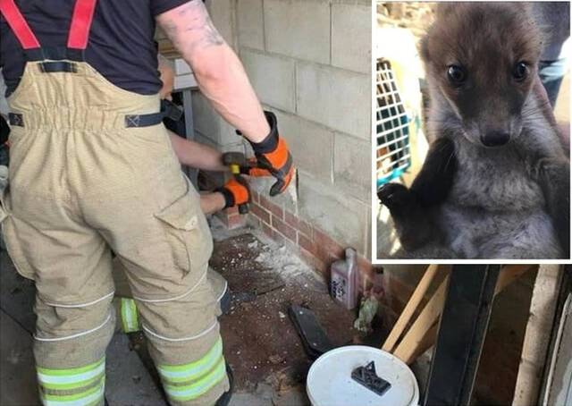 英国诺丁汉郡小狐狸疑遭生母抛弃卡在墙中动物收容中心派员拯救