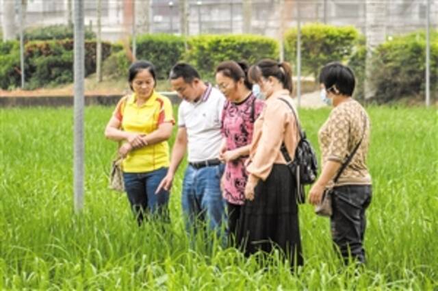 培训基层农技人员 提升为农服务本领