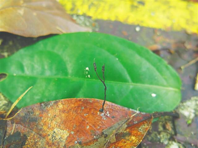 海南大头茶叶生炭角菌。