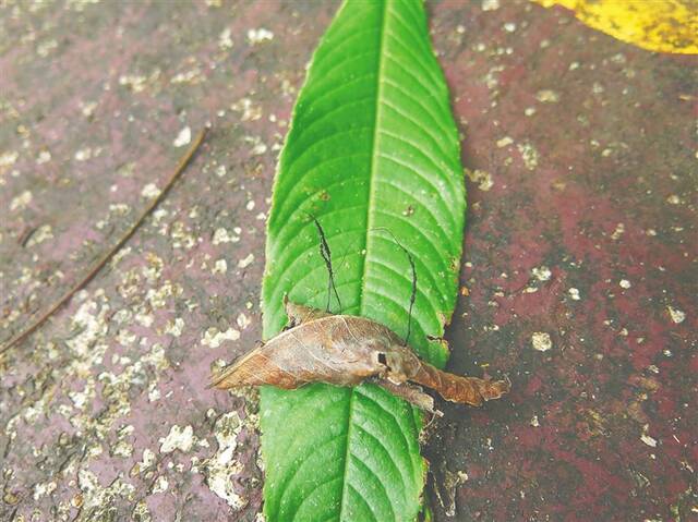 雪香兰叶生炭角菌。