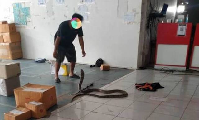 泰国快递公司发现一个包裹在动还听到嘶嘶声打开窜出一条4米长的剧毒眼镜王蛇