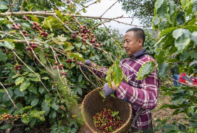 云南普洱市思茅区南屏镇大开河村的村民在采摘咖啡果（2月23日摄）。新华社记者陈欣波摄