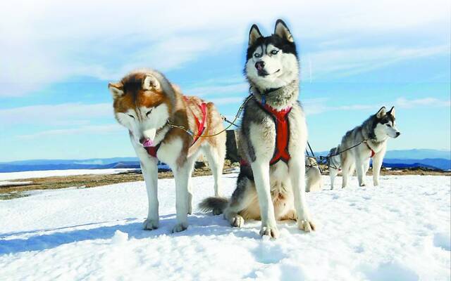 西伯利亚雪橇犬。