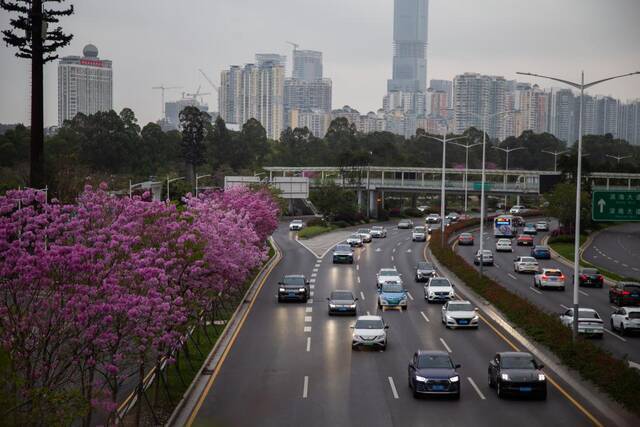 图为3月21日深圳沙河西路晚高峰时段的车流，当天起深圳有序恢复社会生产生活秩序。新华社发