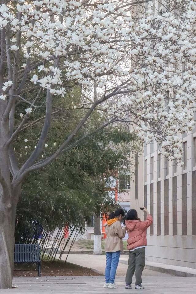 大工的花开啦！共抗“倒春寒”，静候春风来！