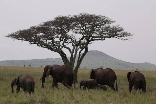 2月10日，在坦桑尼亚塞伦盖蒂国家公园，象群正在行进。新华社发（曹静敏摄）