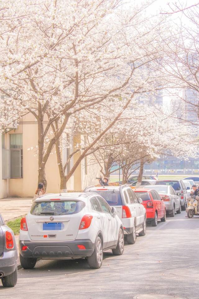 在南农，与春天撞个满怀