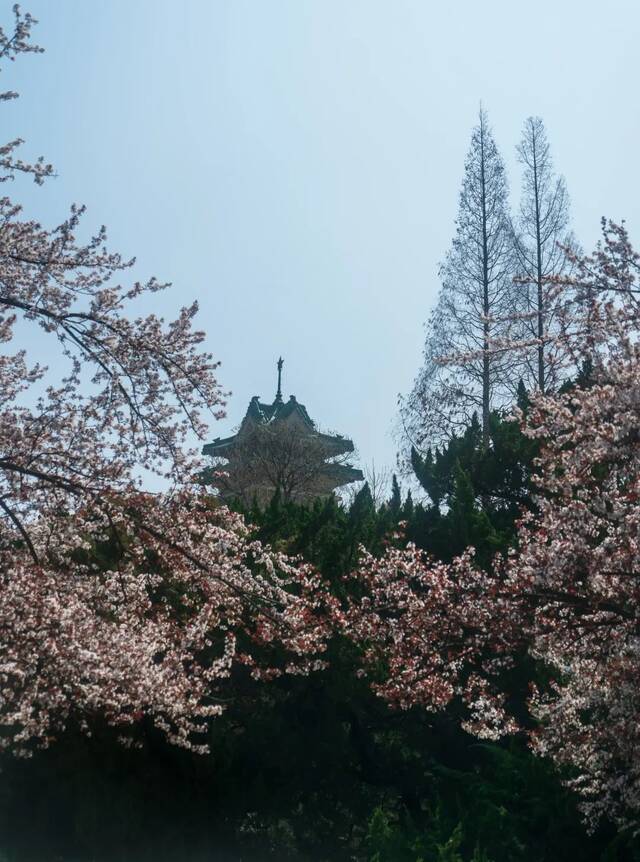 在南农，与春天撞个满怀