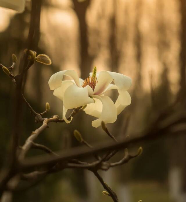 在南农，与春天撞个满怀