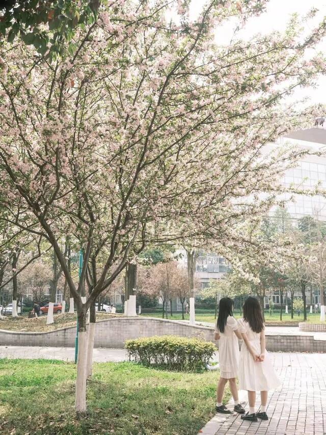 樱如云霞晚钟远