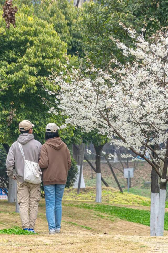 樱如云霞晚钟远