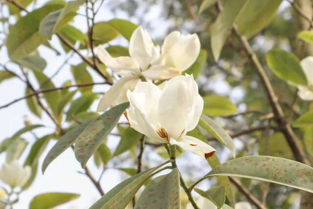 点开它，看校花！