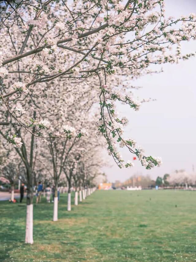 点开它，看校花！