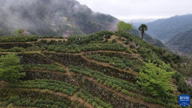 新华全媒+丨用奋斗砌出来的茶园长啥样？